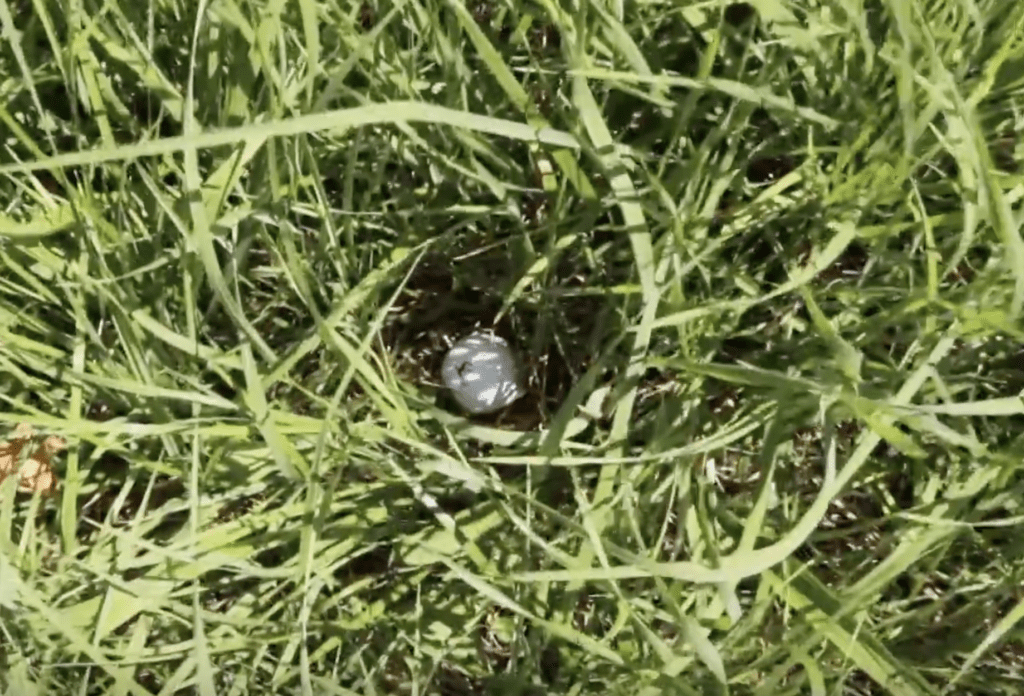 Golfregel 7 - Ball suchen und identifizieren.